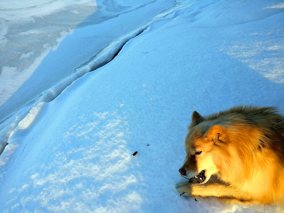 Koira makaa lumihangella ja pureskelee jotain tassujensa välissä